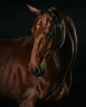 为什么选择中彩网